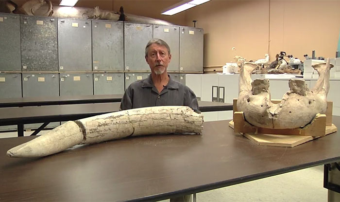 Boy Discovers Million-Year-Old Fossil By Tripping Over It Boy Discovers Million-Year-Old Fossil By Tripping Over It