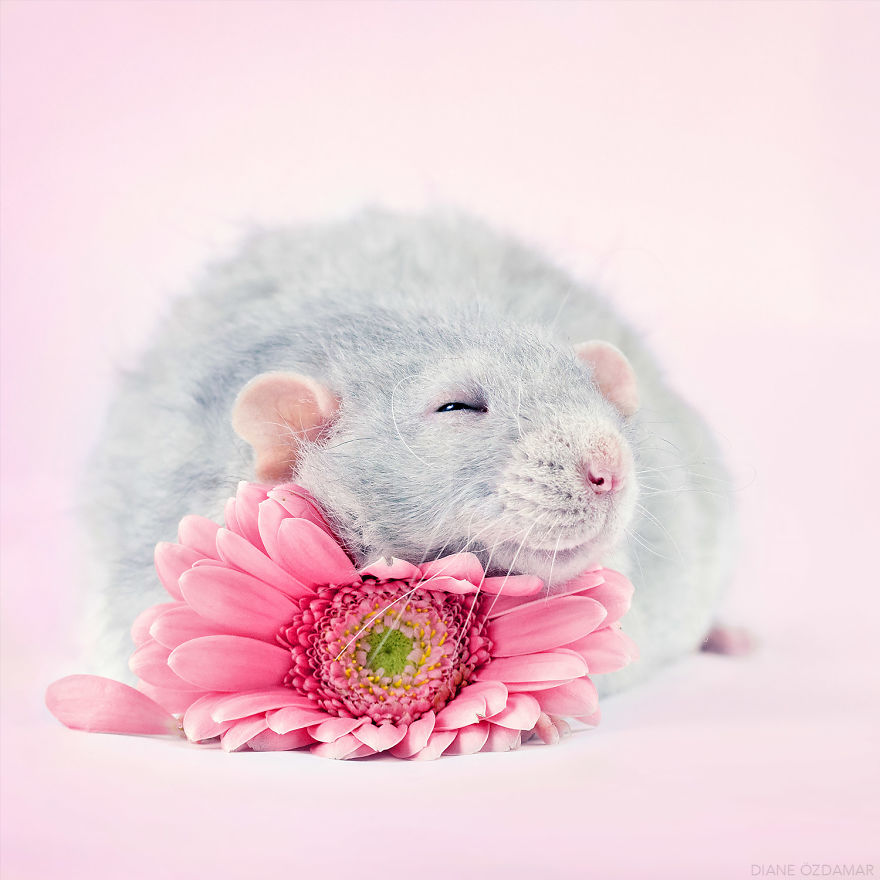 I&#8217;ve Spent Years Photographing Rats To Break The Negative Image Of Rats By Taking Cute Pics Of Them