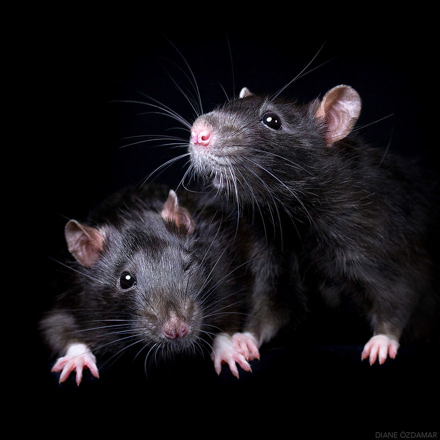 I&#8217;ve Spent Years Photographing Rats To Break The Negative Image Of Rats By Taking Cute Pics Of Them