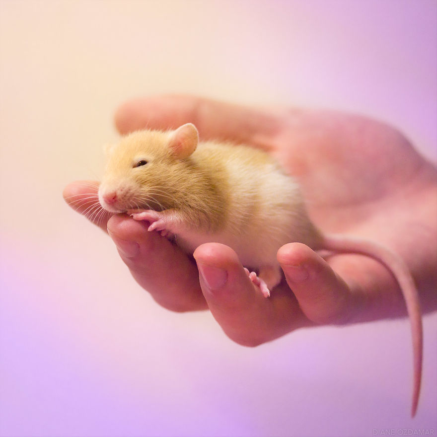 I&#8217;ve Spent Years Photographing Rats To Break The Negative Image Of Rats By Taking Cute Pics Of Them