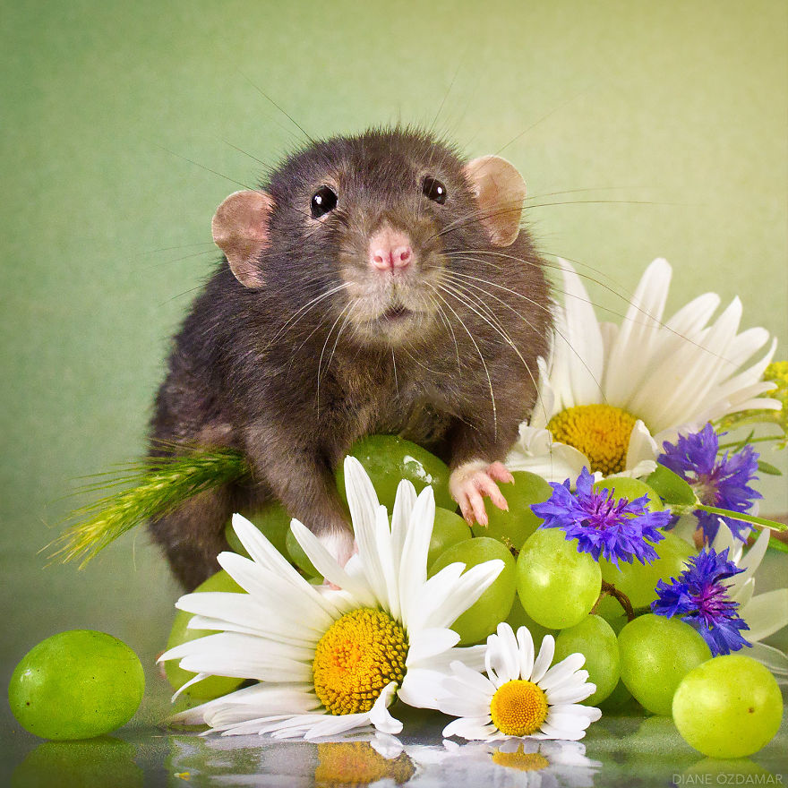 I&#8217;ve Spent Years Photographing Rats To Break The Negative Image Of Rats By Taking Cute Pics Of Them