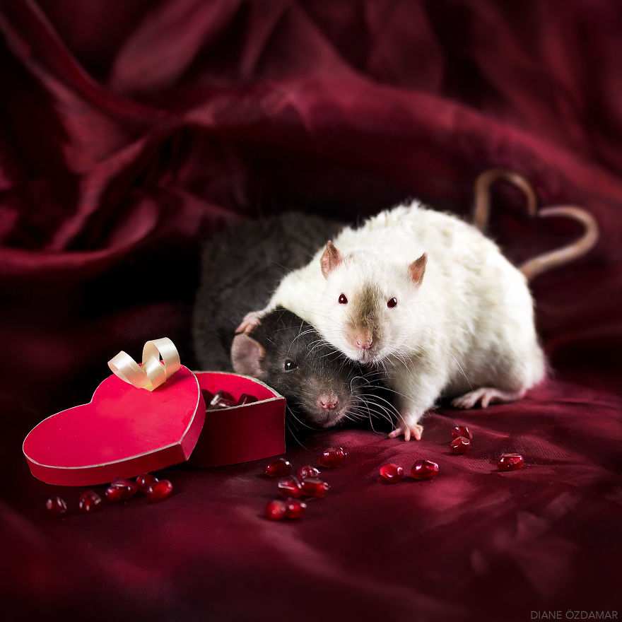 I&#8217;ve Spent Years Photographing Rats To Break The Negative Image Of Rats By Taking Cute Pics Of Them