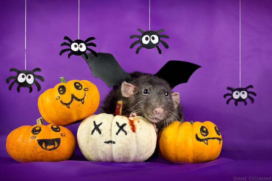 I&#8217;ve Spent Years Photographing Rats To Break The Negative Image Of Rats By Taking Cute Pics Of Them