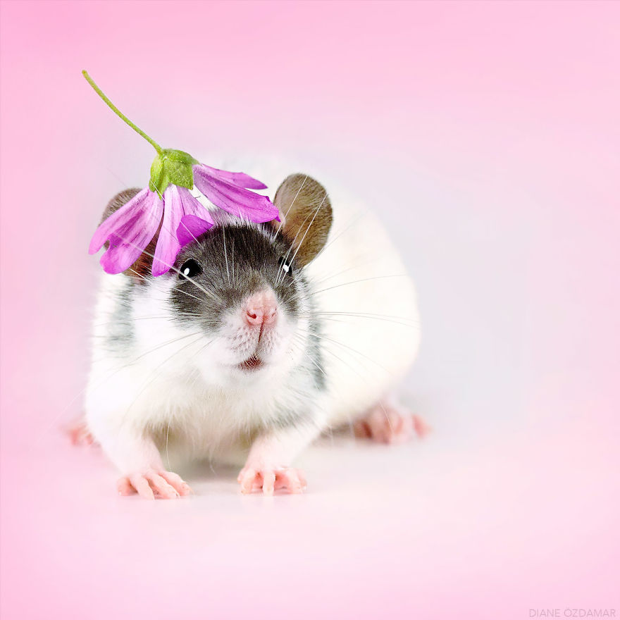 I&#8217;ve Spent Years Photographing Rats To Break The Negative Image Of Rats By Taking Cute Pics Of Them