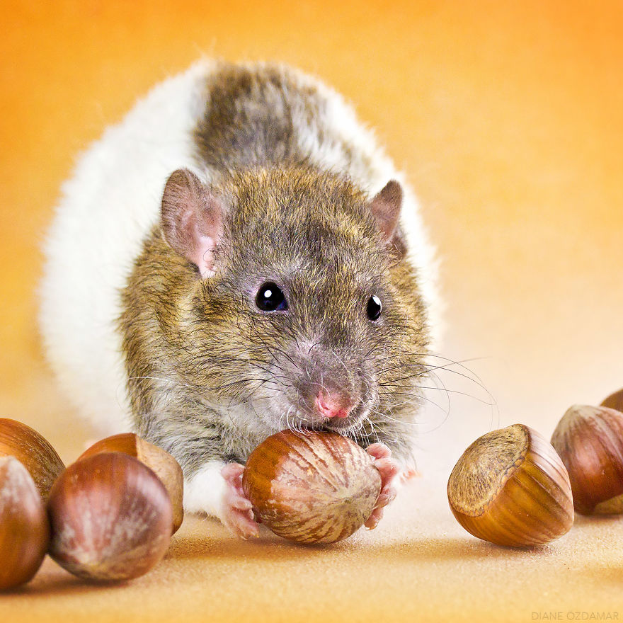 I&#8217;ve Spent Years Photographing Rats To Break The Negative Image Of Rats By Taking Cute Pics Of Them