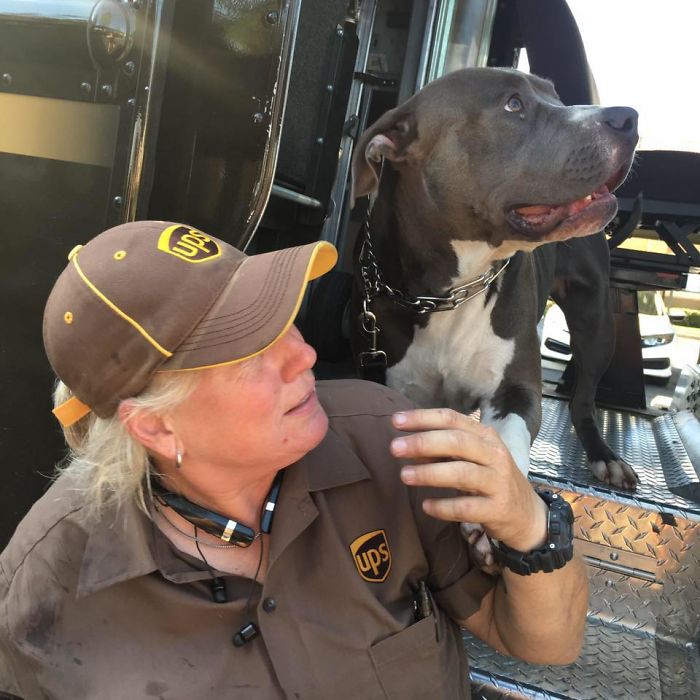 This UPS Driver Just Adopted A Pit Bull On Her Work Route After The Death Of His Owner This UPS Driver Just Adopted A Pit Bull On Her Work Route After The Death Of His Owner