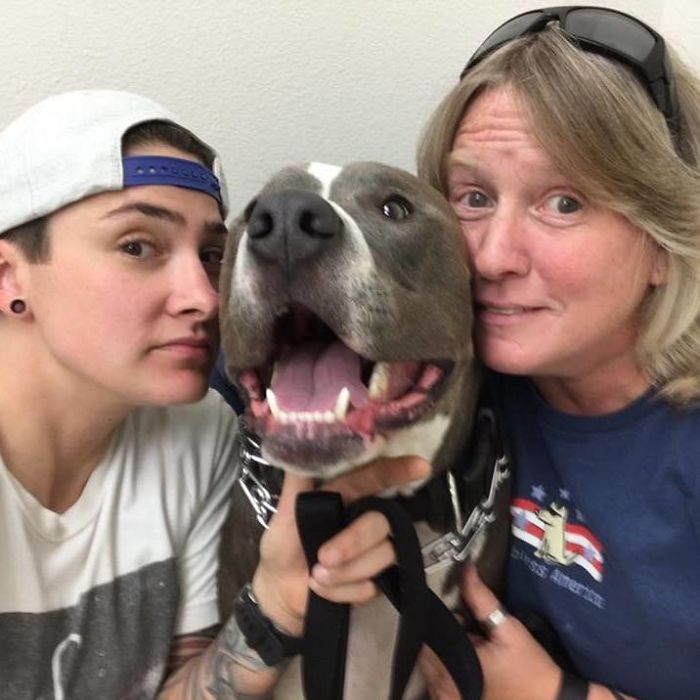 This UPS Driver Just Adopted A Pit Bull On Her Work Route After The Death Of His Owner This UPS Driver Just Adopted A Pit Bull On Her Work Route After The Death Of His Owner