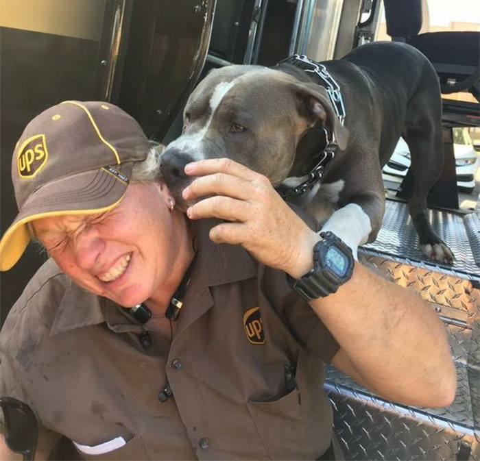 This UPS Driver Just Adopted A Pit Bull On Her Work Route After The Death Of His Owner This UPS Driver Just Adopted A Pit Bull On Her Work Route After The Death Of His Owner