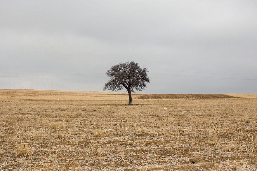 Lonely Tree And The Seasons Passing By Lonely Tree And The Seasons Passing By