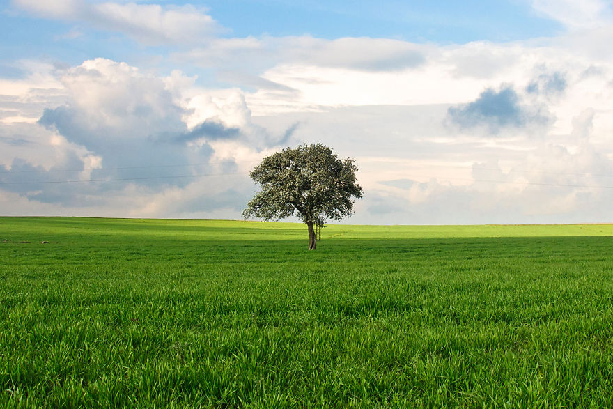 Lonely Tree And The Seasons Passing By Lonely Tree And The Seasons Passing By