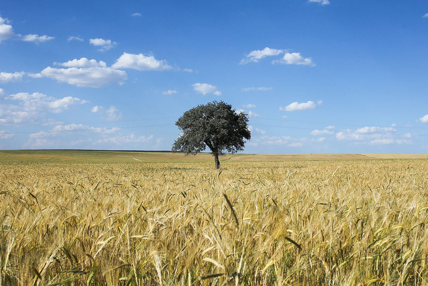 Lonely Tree And The Seasons Passing By Lonely Tree And The Seasons Passing By