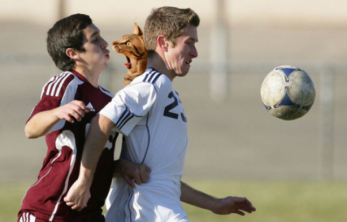 Cats Photoshopped Into Pictures Of Soccer Make Everything Better (Add Yours!) Cats Photoshopped Into Pictures Of Soccer Make Everything Better (Add Yours!)