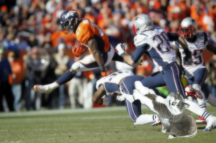 Cats Photoshopped Into Pictures Of Soccer Make Everything Better (Add Yours!) Cats Photoshopped Into Pictures Of Soccer Make Everything Better (Add Yours!)