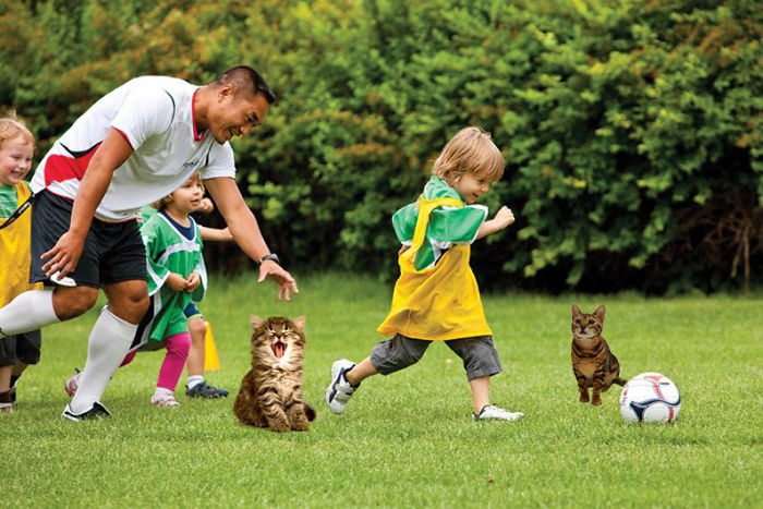 Cats Photoshopped Into Pictures Of Soccer Make Everything Better (Add Yours!) Cats Photoshopped Into Pictures Of Soccer Make Everything Better (Add Yours!)