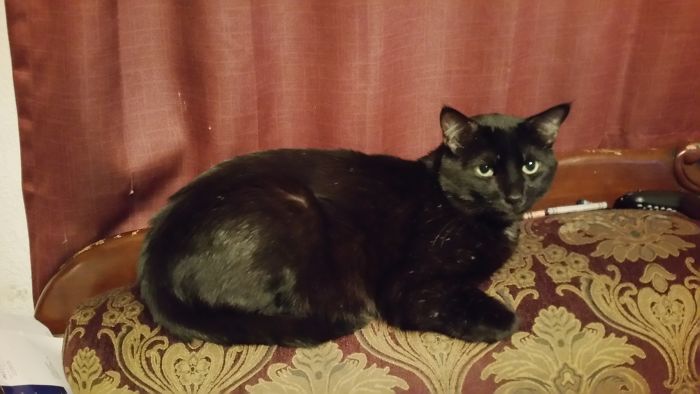 Cats Photoshopped Into Pictures Of Soccer Make Everything Better (Add Yours!) Cats Photoshopped Into Pictures Of Soccer Make Everything Better (Add Yours!)