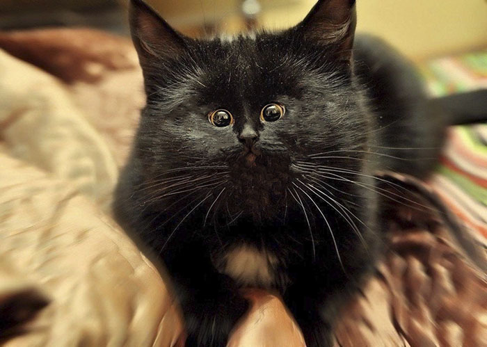 People Are ‘Breeding’ Cats With Tiny Faces, And We Can’t Decide Whether They’re Cute Or Scary (Add Yours) People Are ‘Breeding’ Cats With Tiny Faces, And We Can’t Decide Whether They’re Cute Or Scary (Add Yours)