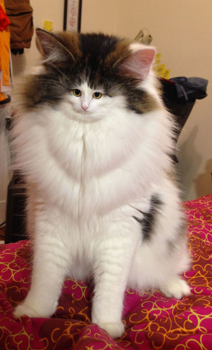 People Are ‘Breeding’ Cats With Tiny Faces, And We Can’t Decide Whether They’re Cute Or Scary (Add Yours) People Are ‘Breeding’ Cats With Tiny Faces, And We Can’t Decide Whether They’re Cute Or Scary (Add Yours)