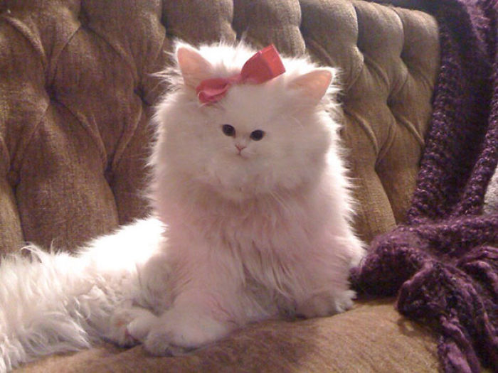 People Are ‘Breeding’ Cats With Tiny Faces, And We Can’t Decide Whether They’re Cute Or Scary (Add Yours) People Are ‘Breeding’ Cats With Tiny Faces, And We Can’t Decide Whether They’re Cute Or Scary (Add Yours)