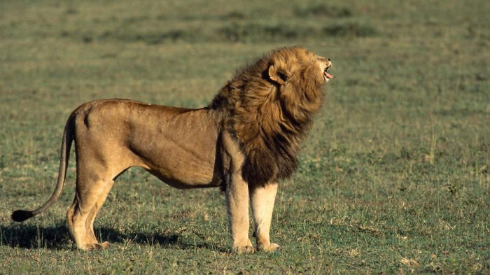 People Are ‘Breeding’ Cats With Tiny Faces, And We Can’t Decide Whether They’re Cute Or Scary (Add Yours) People Are ‘Breeding’ Cats With Tiny Faces, And We Can’t Decide Whether They’re Cute Or Scary (Add Yours)