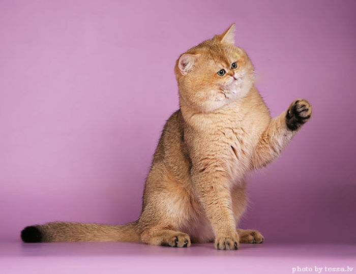 People Are ‘Breeding’ Cats With Tiny Faces, And We Can’t Decide Whether They’re Cute Or Scary (Add Yours) People Are ‘Breeding’ Cats With Tiny Faces, And We Can’t Decide Whether They’re Cute Or Scary (Add Yours)