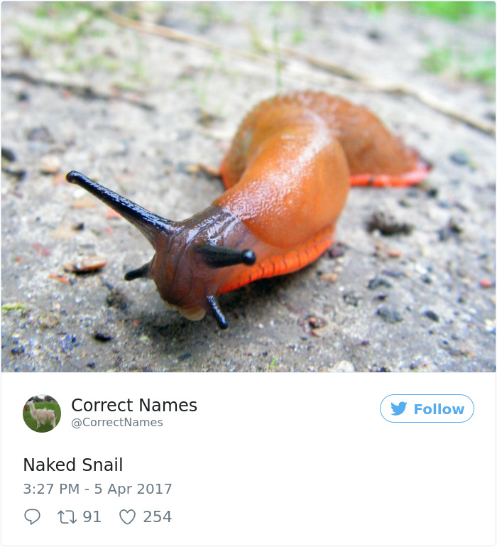 This Twitter Account Is Renaming Everyday Objects And They’re More Accurate Than The Real Ones This Twitter Account Is Renaming Everyday Objects And They’re More Accurate Than The Real Ones