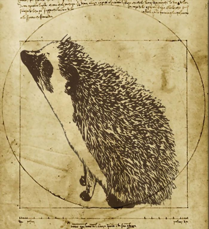The Amazing World Of Hedgehog Art History The Amazing World Of Hedgehog Art History