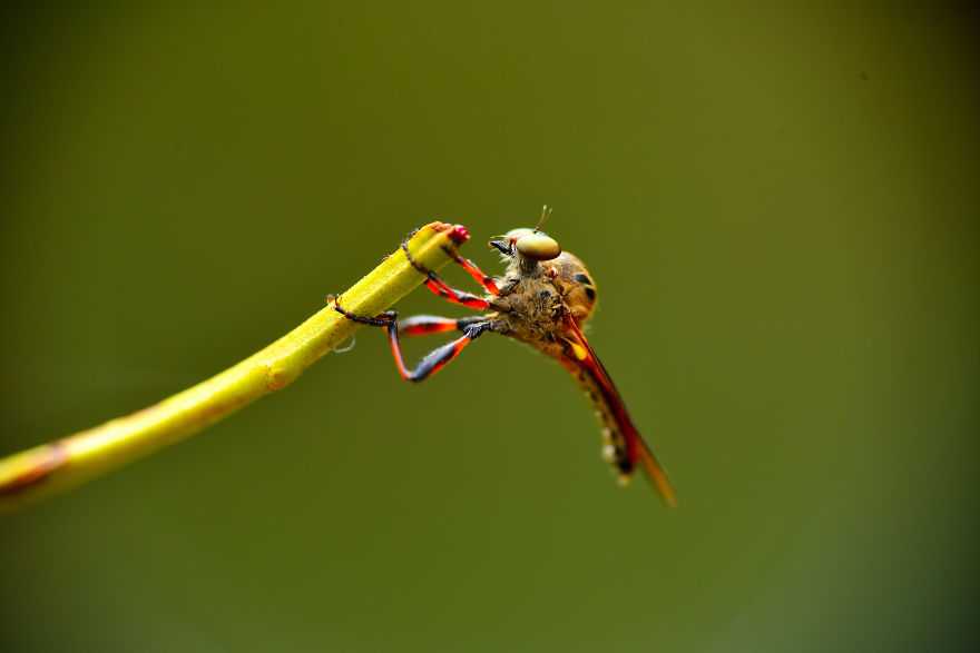 I Take Macro Pictures Of Insects
