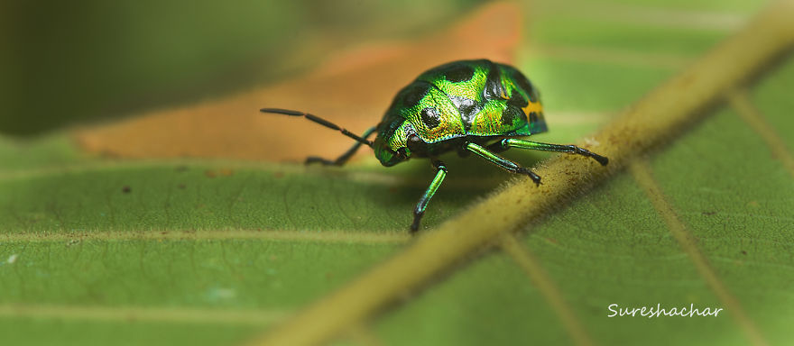 I Take Macro Pictures Of Insects