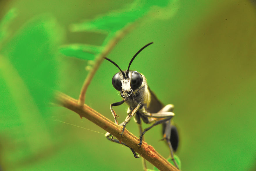 I Take Macro Pictures Of Insects