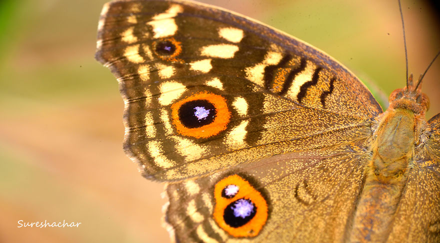 I Take Macro Pictures Of Insects