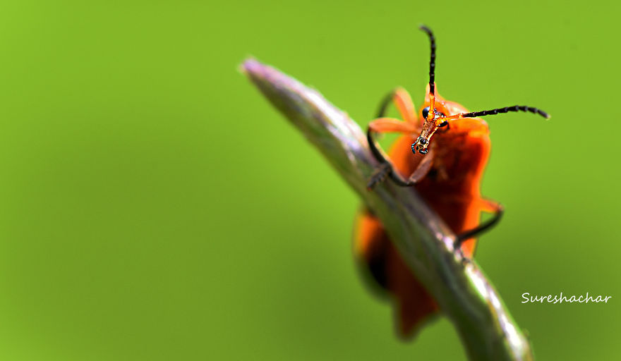 I Take Macro Pictures Of Insects