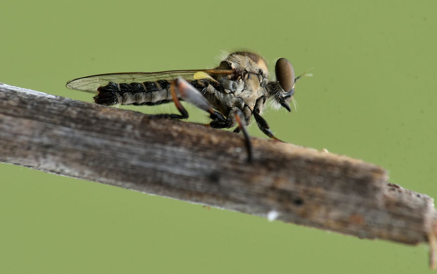 I Take Macro Pictures Of Insects