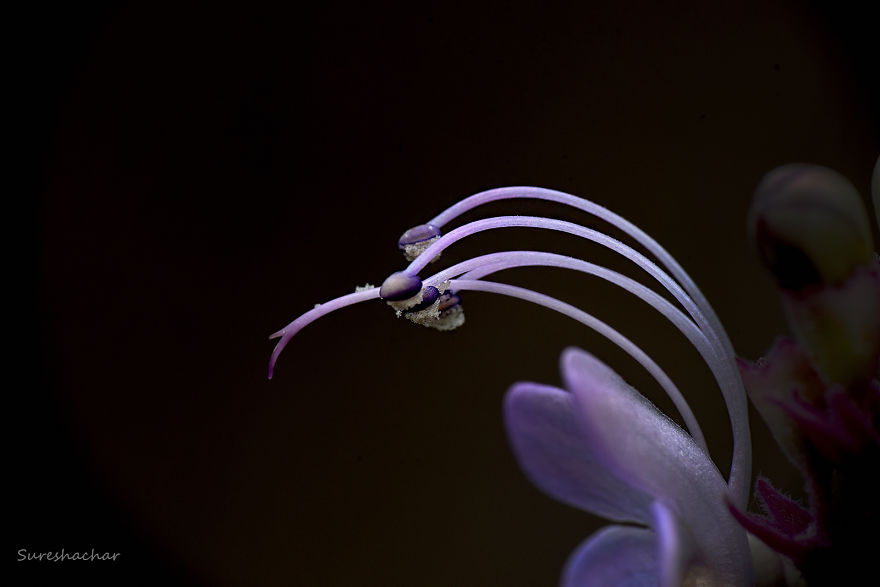 I Take Macro Pictures Of Insects