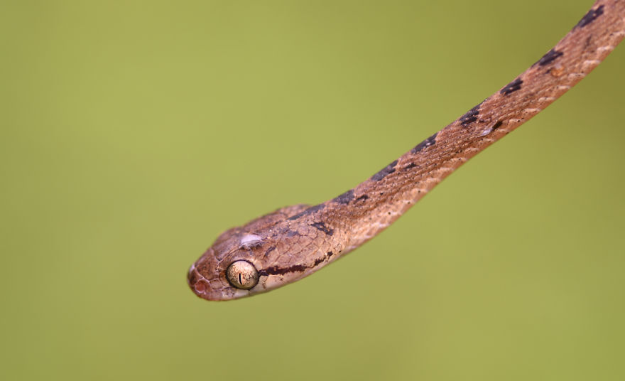 I Take Macro Pictures Of Insects