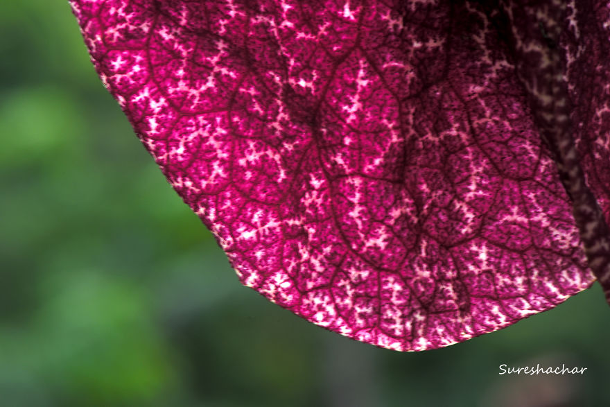 I Take Macro Pictures Of Insects