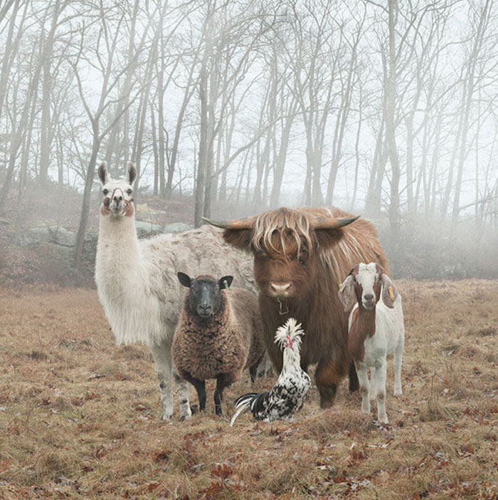 30 Animals That Look Like They’re About To Drop The Hottest Albums Of The Year 30 Animals That Look Like They’re About To Drop The Hottest Albums Of The Year