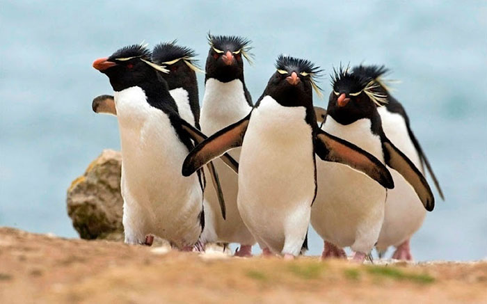 30 Animals That Look Like They’re About To Drop The Hottest Albums Of The Year 30 Animals That Look Like They’re About To Drop The Hottest Albums Of The Year