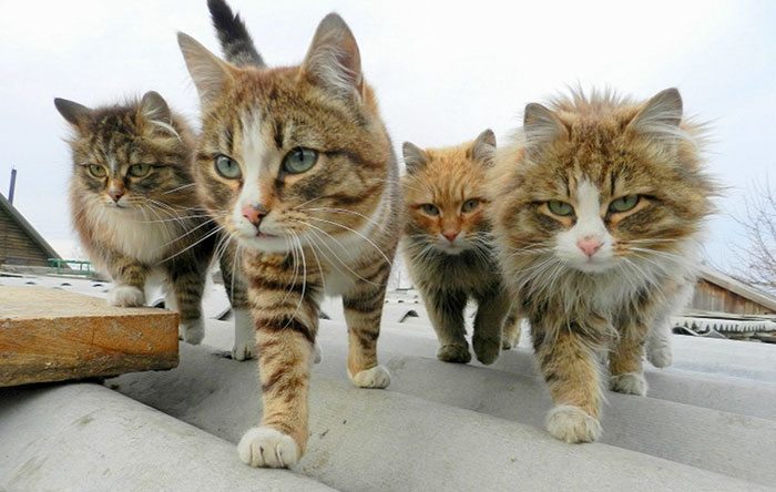 30 Animals That Look Like They’re About To Drop The Hottest Albums Of The Year 30 Animals That Look Like They’re About To Drop The Hottest Albums Of The Year