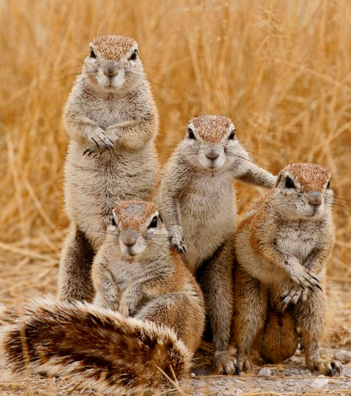30 Animals That Look Like They’re About To Drop The Hottest Albums Of The Year 30 Animals That Look Like They’re About To Drop The Hottest Albums Of The Year