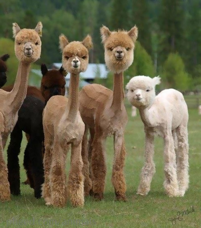 30 Animals That Look Like They’re About To Drop The Hottest Albums Of The Year 30 Animals That Look Like They’re About To Drop The Hottest Albums Of The Year