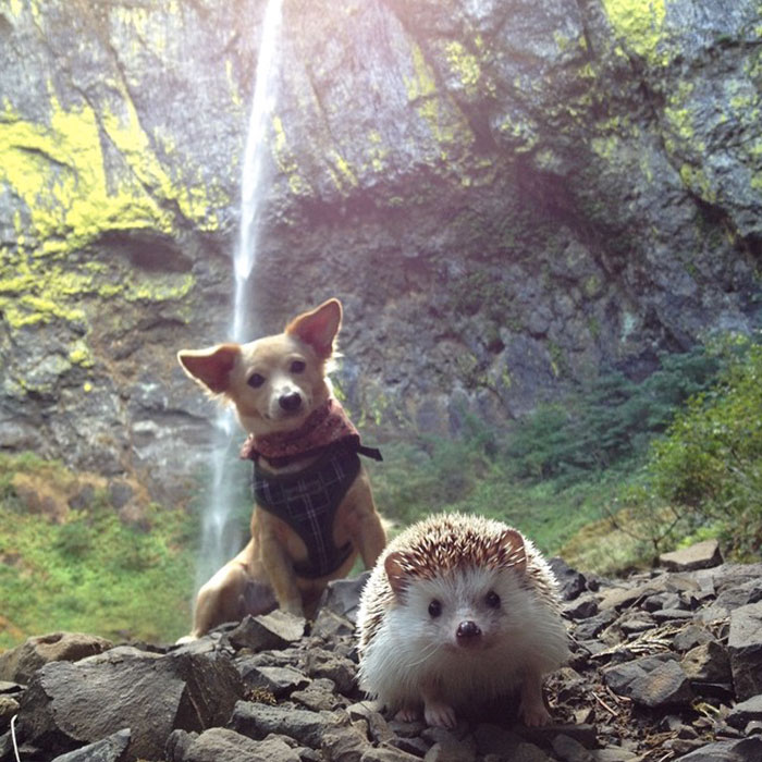 30 Animals That Look Like They’re About To Drop The Hottest Albums Of The Year 30 Animals That Look Like They’re About To Drop The Hottest Albums Of The Year