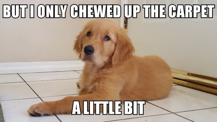 I Took Photos Of My 4-Month-Old Puppy & Added Captions To Them Of Her Thoughts I Took Photos Of My 4-Month-Old Puppy & Added Captions To Them Of Her Thoughts