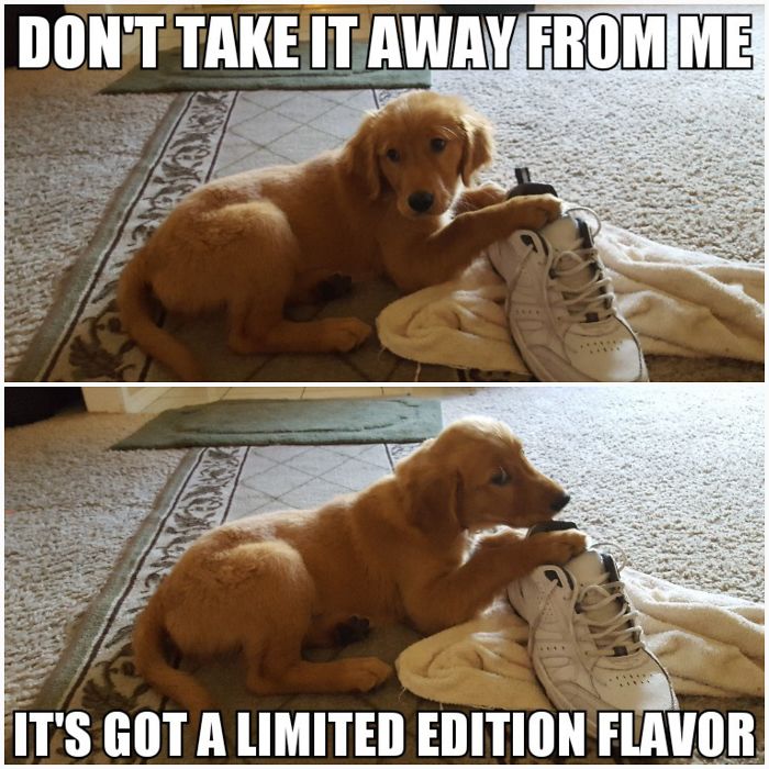 I Took Photos Of My 4-Month-Old Puppy & Added Captions To Them Of Her Thoughts I Took Photos Of My 4-Month-Old Puppy & Added Captions To Them Of Her Thoughts