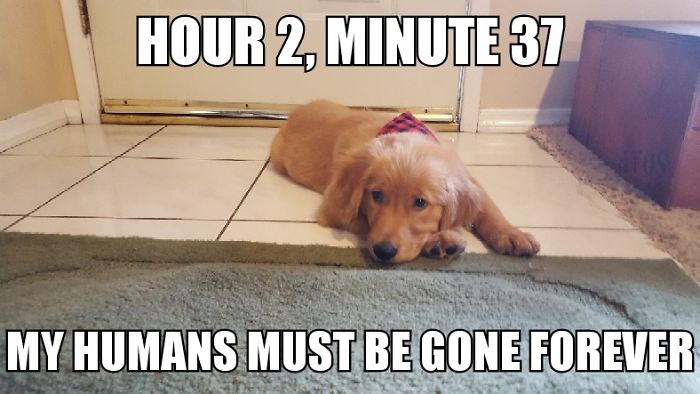 I Took Photos Of My 4-Month-Old Puppy & Added Captions To Them Of Her Thoughts I Took Photos Of My 4-Month-Old Puppy & Added Captions To Them Of Her Thoughts