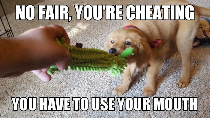 I Took Photos Of My 4-Month-Old Puppy & Added Captions To Them Of Her Thoughts I Took Photos Of My 4-Month-Old Puppy & Added Captions To Them Of Her Thoughts