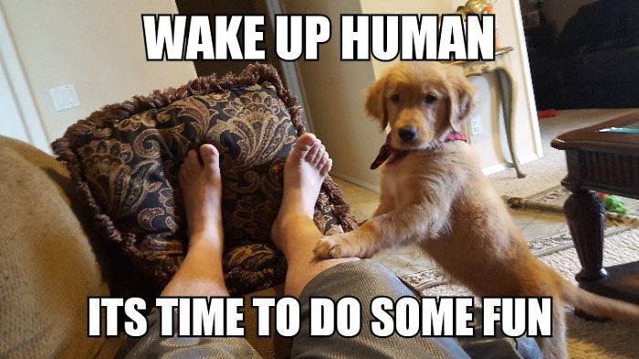 I Took Photos Of My 4-Month-Old Puppy & Added Captions To Them Of Her Thoughts I Took Photos Of My 4-Month-Old Puppy & Added Captions To Them Of Her Thoughts