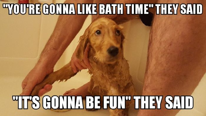 I Took Photos Of My 4-Month-Old Puppy & Added Captions To Them Of Her Thoughts I Took Photos Of My 4-Month-Old Puppy & Added Captions To Them Of Her Thoughts