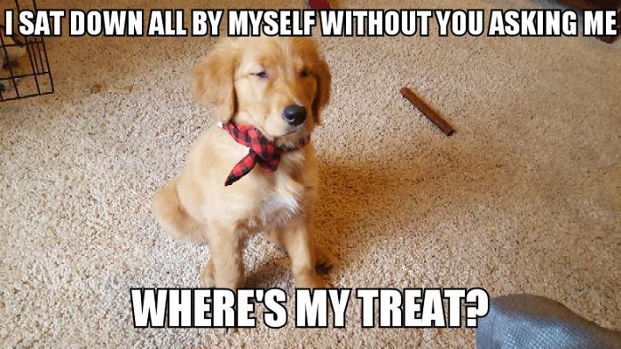 I Took Photos Of My 4-Month-Old Puppy & Added Captions To Them Of Her Thoughts I Took Photos Of My 4-Month-Old Puppy & Added Captions To Them Of Her Thoughts