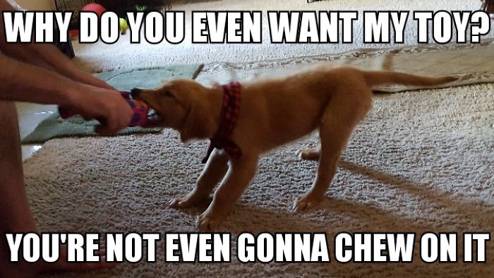 I Took Photos Of My 4-Month-Old Puppy & Added Captions To Them Of Her Thoughts I Took Photos Of My 4-Month-Old Puppy & Added Captions To Them Of Her Thoughts