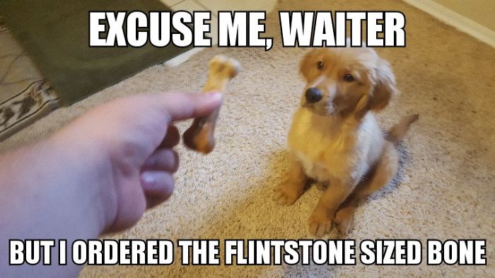 I Took Photos Of My 4-Month-Old Puppy & Added Captions To Them Of Her Thoughts I Took Photos Of My 4-Month-Old Puppy & Added Captions To Them Of Her Thoughts